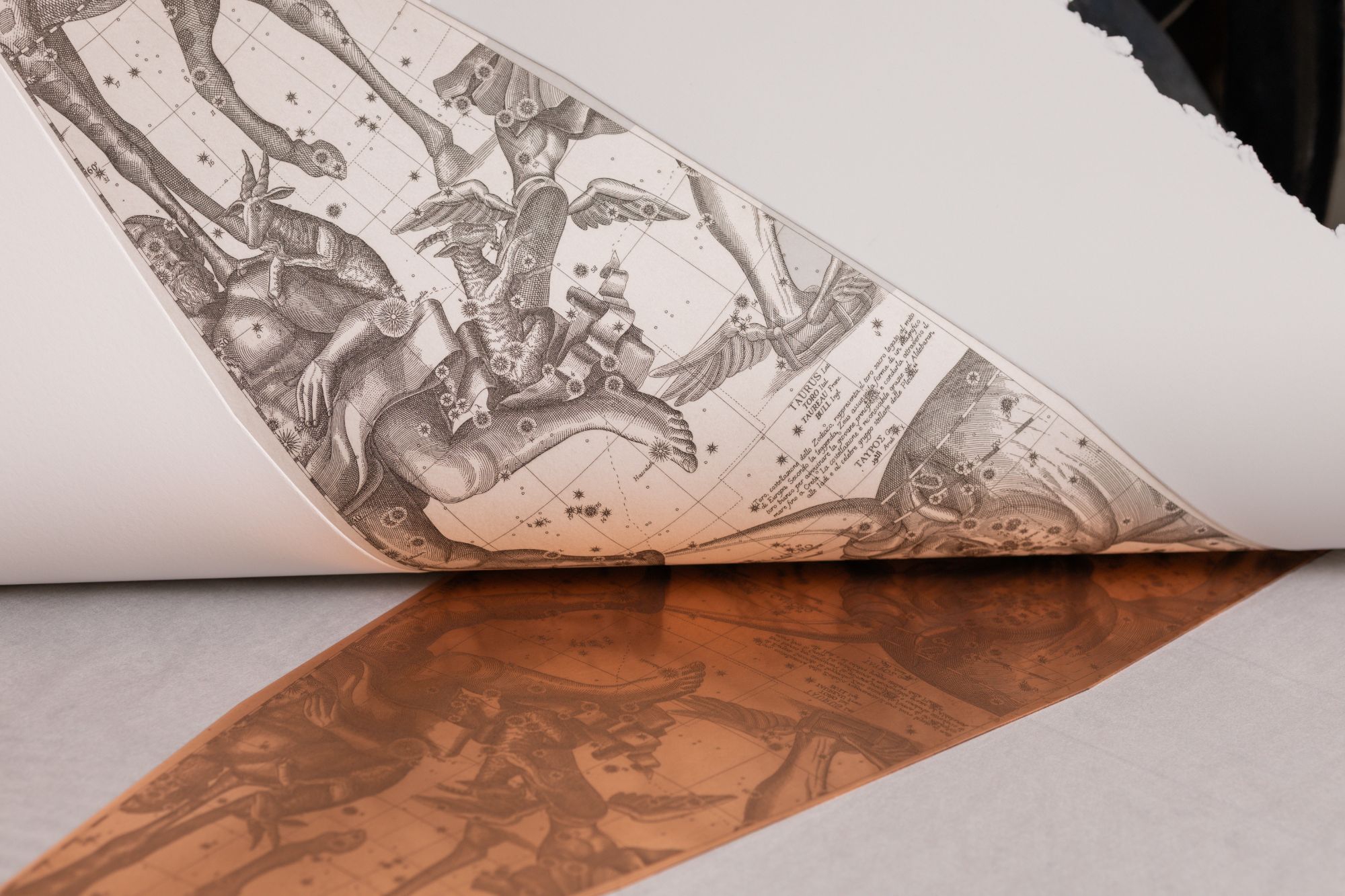 A fresh print of Taurus and Orion lifted from its engraved copper plate